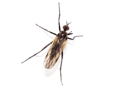 Rhamphomyia sp.